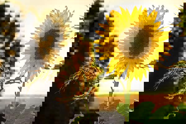 Sunflower Sun Summer Yellow
