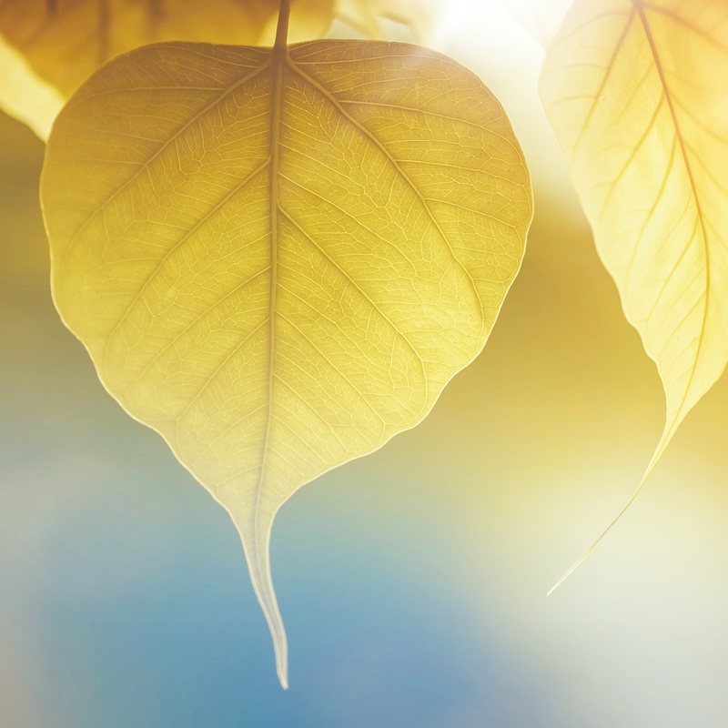Yellow Leaf 676578